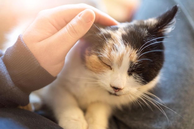 Un gatto a tre colori si siede in grembo un uomo accarezza un gatto con la mano primo piano gli animali domestici amano gli animali