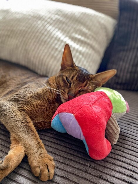 Un gatto abissino dorme sul divano