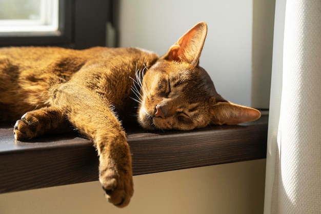 Un gatto abissino pigro zenzero che dorme sul davanzale