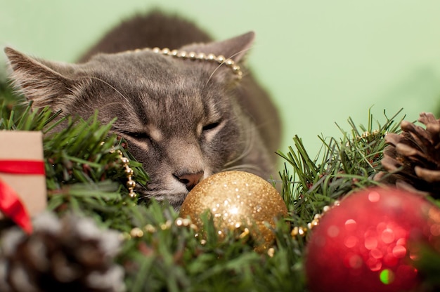 Un gatto accanto a un albero di Natale decorato