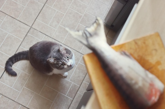 Un gatto affamato aspetta obbedientemente il cibo e guarda la coda del pesce sul tagliere Guarda dal basso verso l'alto