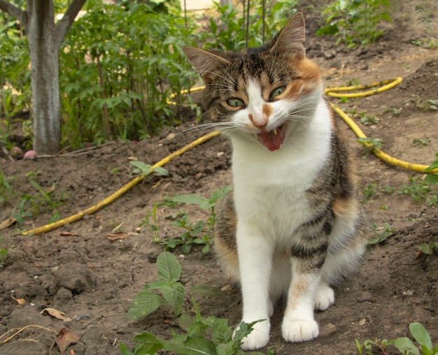 Un gatto aggressivo con la bocca aperta