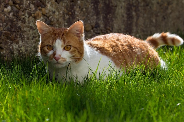 Un gatto allo zenzero con gli occhi gialli giace nell'erba