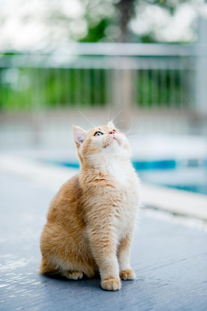 Un gatto arancione cammina sul pavimento vicino alla piscina di casa