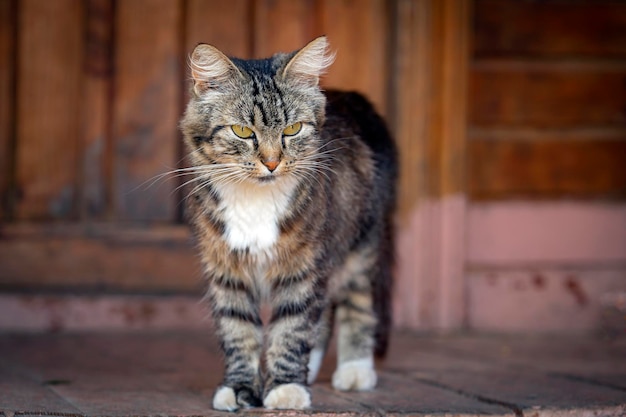 Un gatto bastardo e rustico sotto il portico. Ritratto ravvicinato.