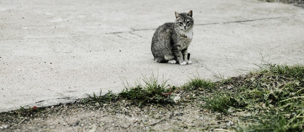 Un gatto bellissimo seduto in strada