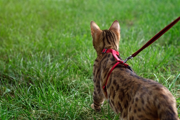 Un gatto bengala cammina sull'erba verde. Il gattino del Bengala impara a camminare lungo la foresta.