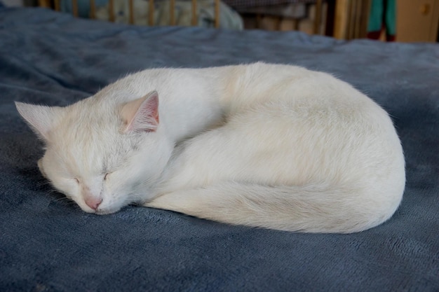 Un gatto bianco adulto sta riposando a casa su una coperta blu