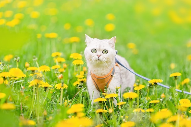 Un gatto bianco britannico cammina sull'erba con i denti di leone gialli in primavera