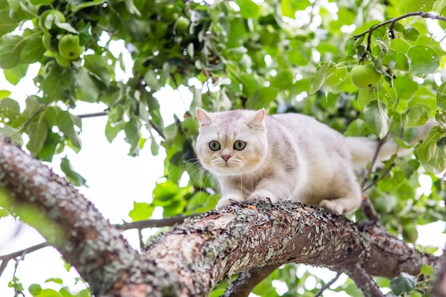 Un gatto bianco cammina lungo il ramo di un melo nel giardino le mele verdi sono appese nelle vicinanze in estate