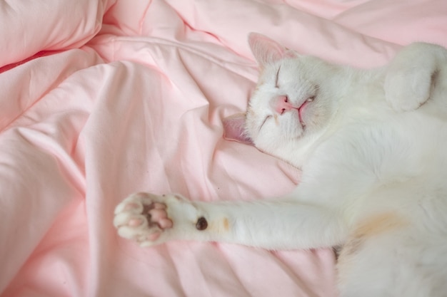 Un gatto bianco che dorme su un letto rosa vista dall'alto