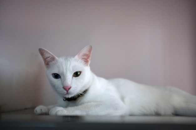 Un gatto bianco con due occhi di colore diverso come blu e giallo