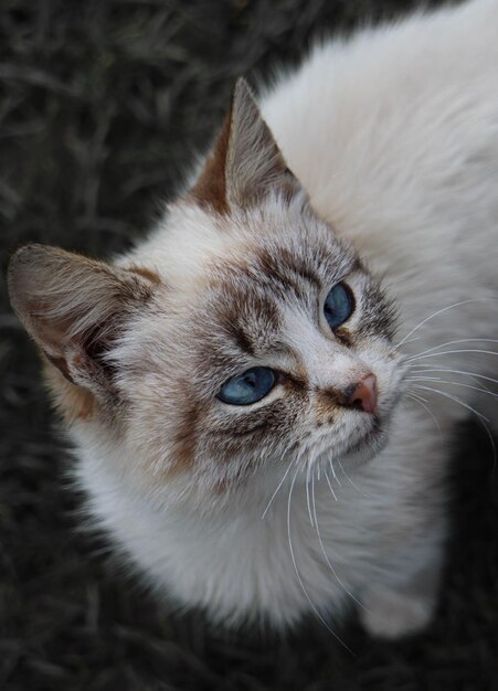 Un gatto bianco con gli occhi azzurri è seduto a terra.