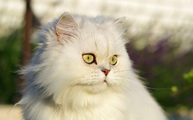 un gatto bianco con gli occhi gialli e un naso rosso