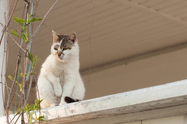 Un gatto bianco con il muso marrone siede sullo sfondo dei rami