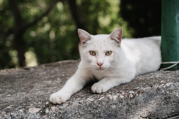 Un gatto bianco di strada sdraiato su una lastra di cemento. Gatti Gurzuf.