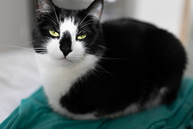 Un gatto bianco e nero con gli occhi gialli siede su una coperta verde