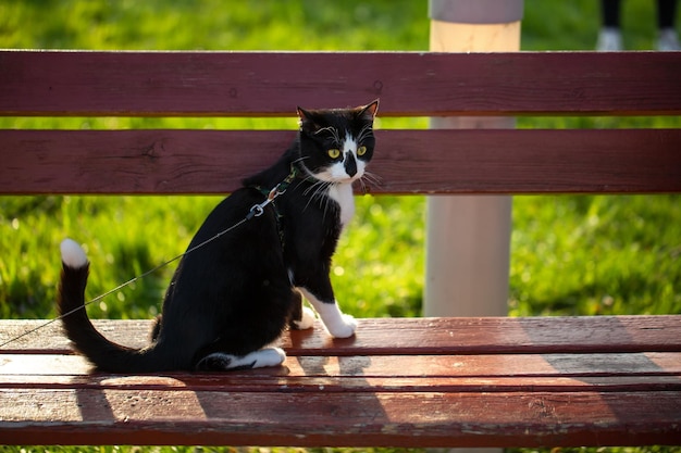 Un gatto bianco e nero è seduto su una panchina all'esterno