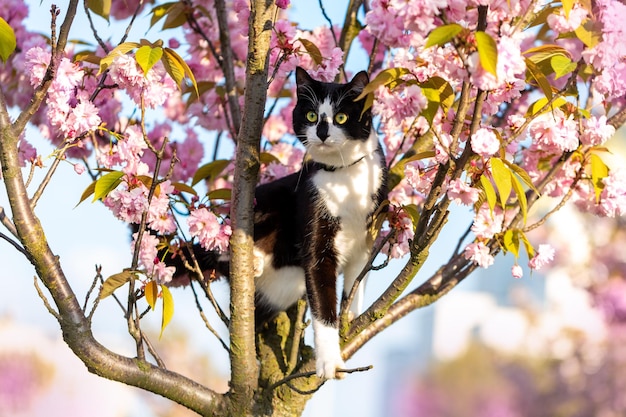 Un gatto bianco e nero è su un albero di sakura. Sakura in fiore.