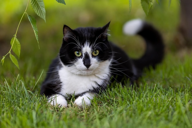 Un gatto bianco e nero giace nell'erba con la coda alzata.