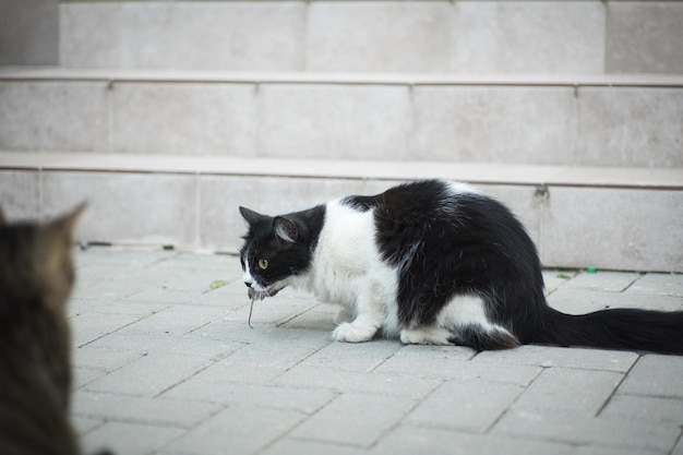 un gatto bianco e nero ha catturato un topo e lo nasconde da un altro gatto come un gatto che caccia un topo