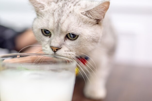 Un gatto bianco ha guardato la bevanda