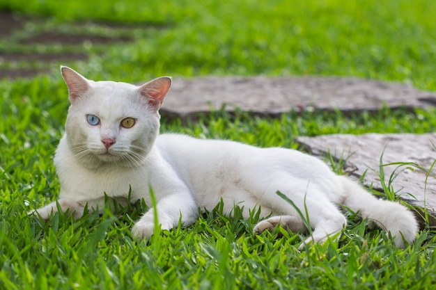 Un gatto bianco occhi strani, giallo e blu tozzo sul prato di erba verde