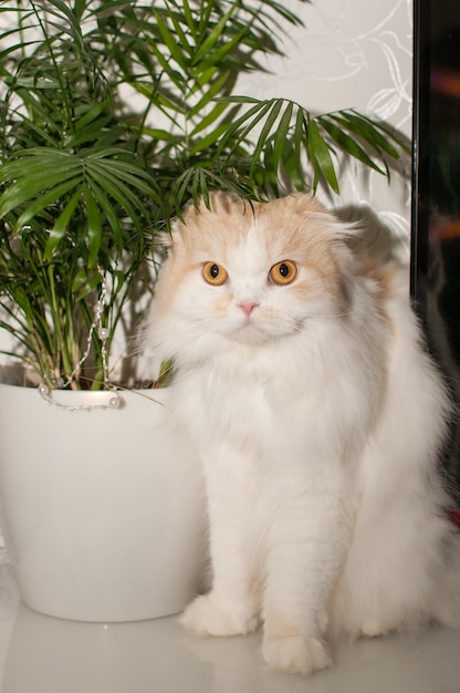 Un gatto bianco-rosso della razza Scottish Fold siede sullo sfondo di una palma da interni
