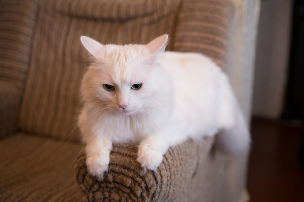 Un gatto bianco seduto sul divano di casa