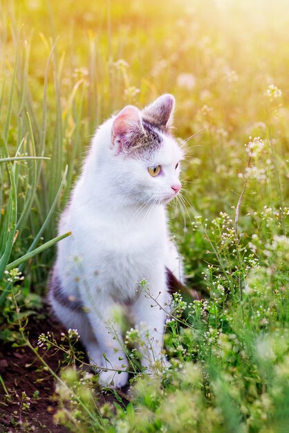 Un gatto bianco si siede in giardino sotto i raggi del sole