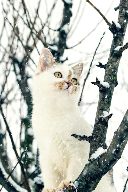 Un gatto bianco su un albero in inverno durante una nevicata