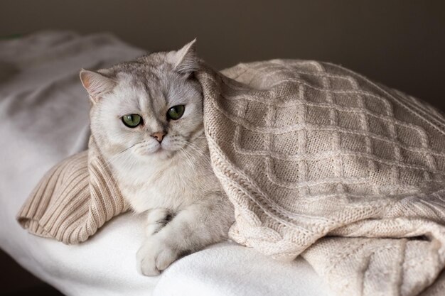 Un gatto bianco su un letto bianco sotto una coperta bianca lavorata a maglia