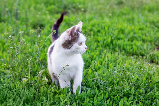 Un gatto bianco va lungo l'erba verde e guarda di lato_