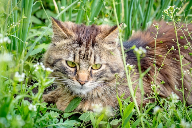 Un gatto birichino giace in una fitta erba verde in una calda giornata estiva