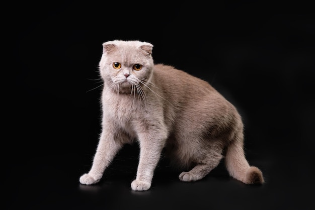 Un gatto British shorthair si sta preparando a saltare su uno sfondo nero Studio fotografico