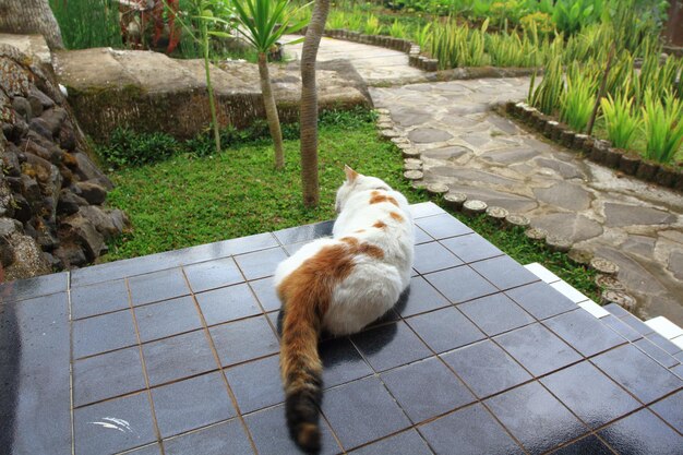 Un gatto calico giace sulla terrazza