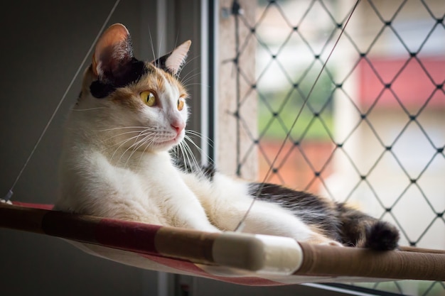 Un gatto calico sdraiato sotto la luce del sole