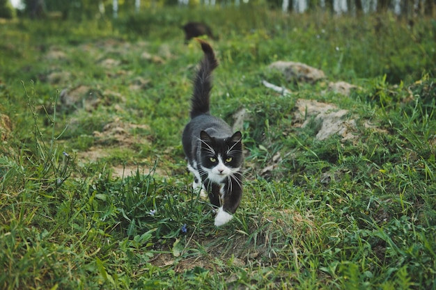 Un gatto cammina sull'erba 3579