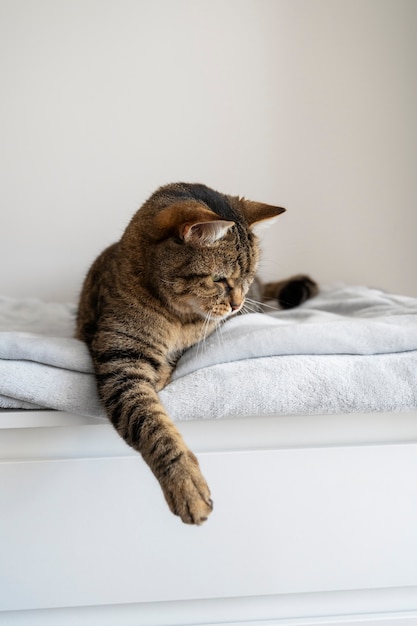 Un gatto carino che passa del tempo in casa.