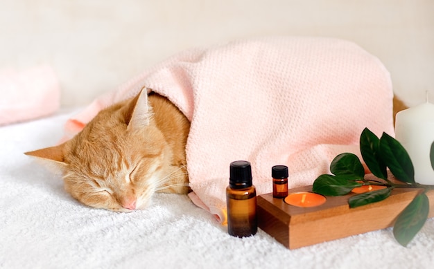 Un gatto che dorme su un lettino da massaggio mentre fa cure termali