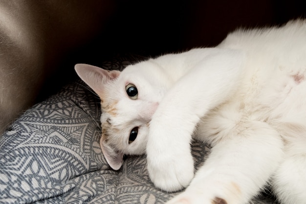 Un gatto che fissa con la zampa posta sulla bocca