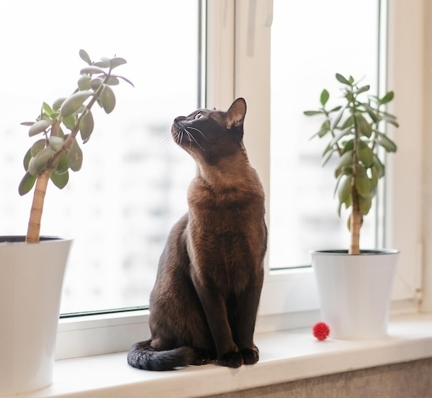 Un gatto color cioccolato si siede e guarda fuori dalla finestra