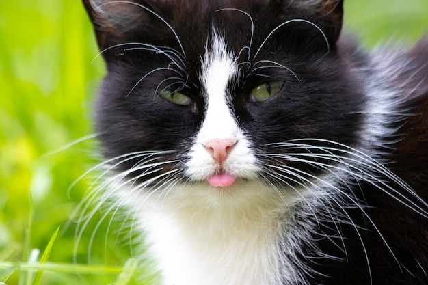 Un gatto colorato è sdraiato sull'erba. Gatto nell'erba. Un gatto di strada. Bellissimo gatto.