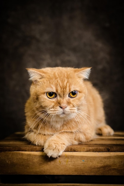 un gatto con gli occhi arancioni si siede su un tavolo di legno.