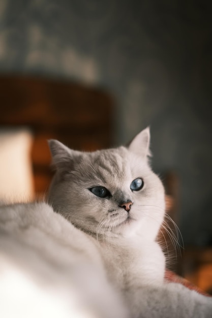 Un gatto con gli occhi azzurri sta guardando la telecamera.