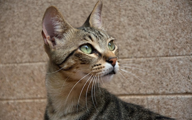 un gatto con gli occhi verdi che guarda la telecamera