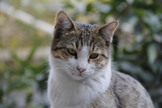 Un gatto con gli occhi verdi e il naso rosa