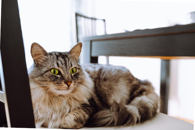 Un gatto con gli occhi verdi è sdraiato su una sedia.