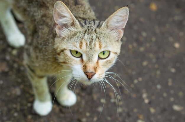 Un gatto con gli occhi verdi si trova a terra.