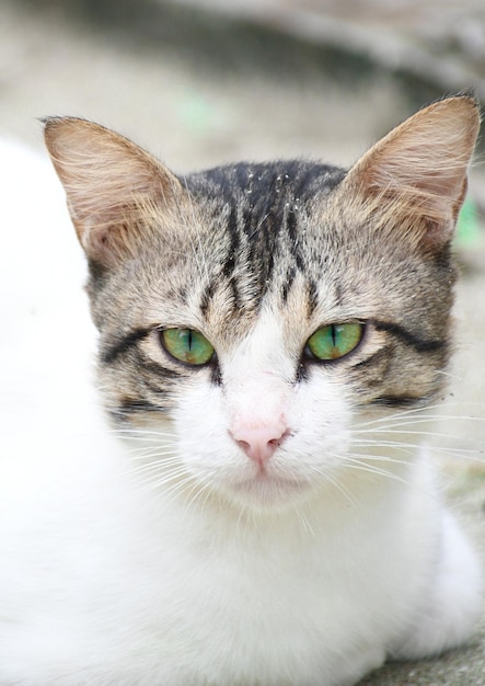 Un gatto con gli occhi verdi